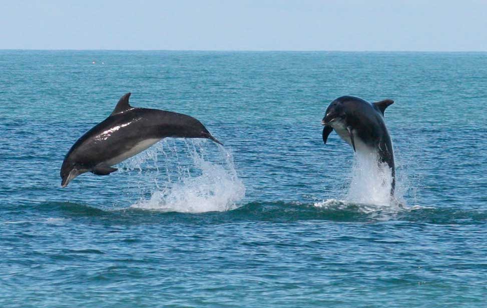 Dolphin Watching in the Wild - Half Day Boat Tour