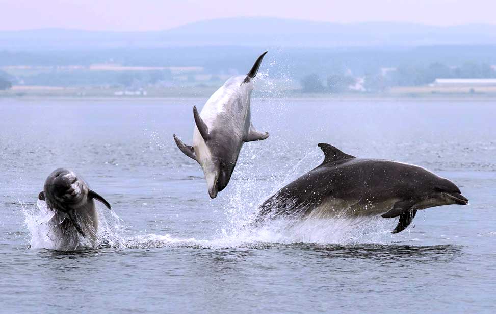 Dolphin Watching + 2 Islands Tour - From Faro